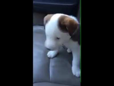 Dog gets angry at his own hiccups