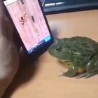 Froggy on a virtual hunt