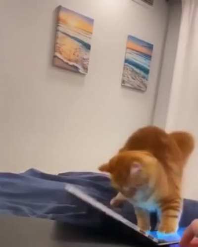 Cat.