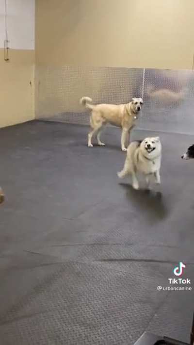 Slowest zoomies ever!