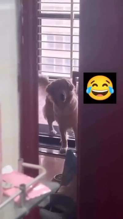 Dog on treadmill
