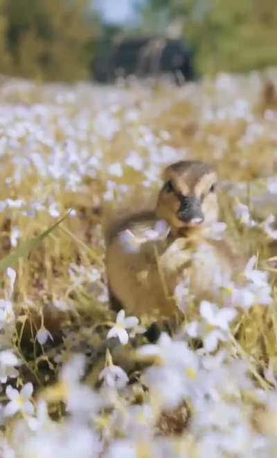 A slow-motion running duckling