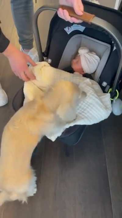Meeting your new best friend ?