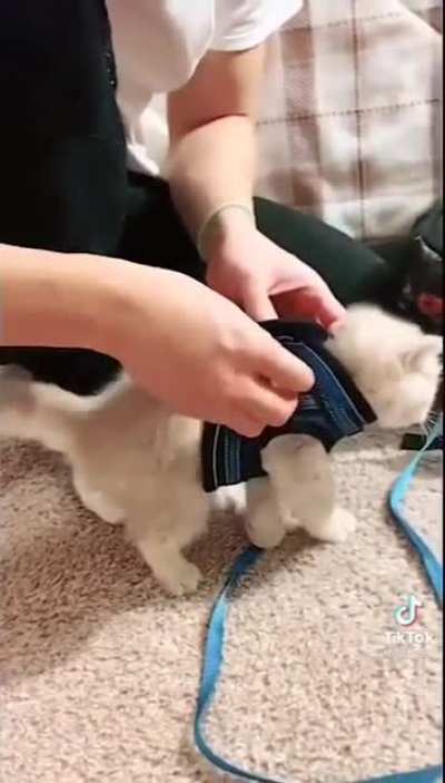 Kitten being derpy