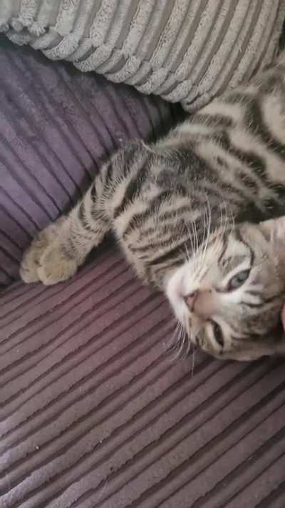 Frankie has a stripey belly and he wants it rubbed