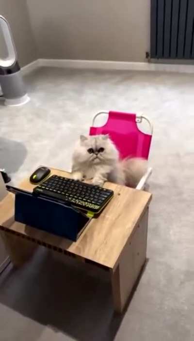 Kitty is working hard,she is very hard working