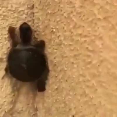 Teenage mutant ninja turtle ?