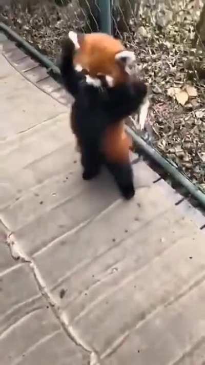 The Red Panda is so unique, it has no close relatives. It's the only living species in its genus and family.