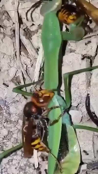 ?A wasp eating a mantis alive which is eating a wasp alive.