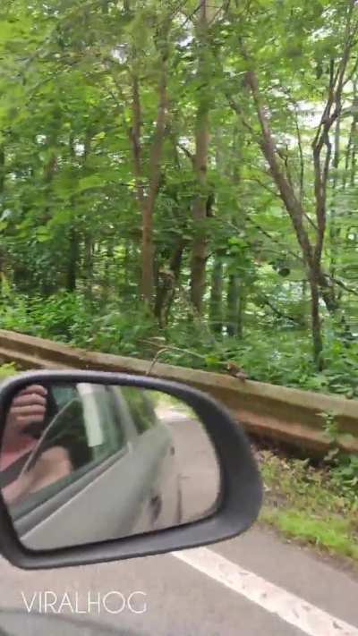 ? Romanian bear greets drivers with a wave ?
