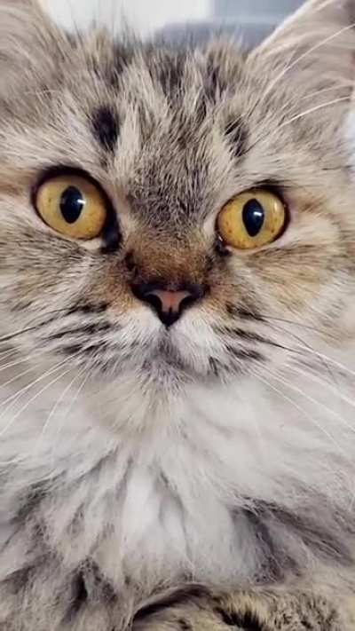 My cats reaction to her own voice recording ❤️?