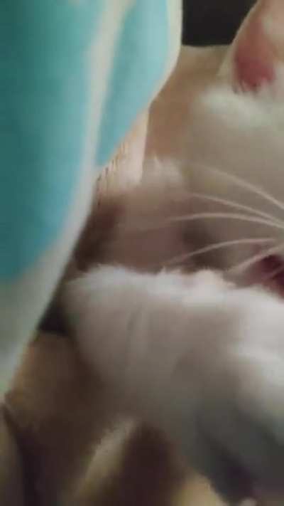 Just wanted to share my little Toby trying to grab my finger with his little paws ?