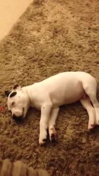 puppy having a nighmare
