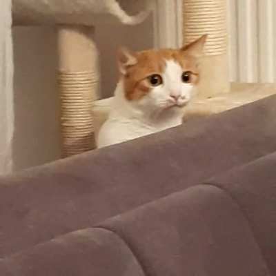 My cat's reaction to my brother's dog coming over for the millionth time