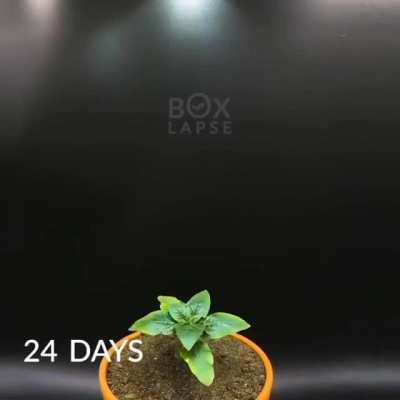 ?Sunflower Timelapse