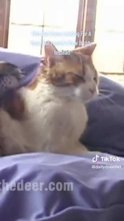 Kitty! ?