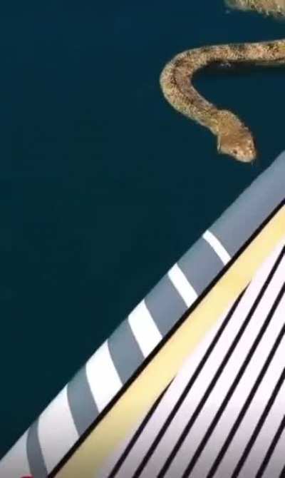 ? Sea snake swims up to paddle boarder to say hello