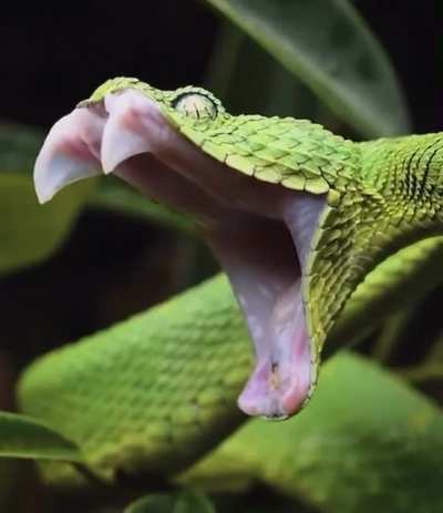 ? Ever seen a snake yawn? Well, now you have!