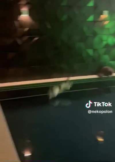 Such graceful creatures