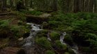 You deserve a 5 minute nature break. Click full screen, turn up the volume, take a long deep breath...repeat. https://relaxscenes.com #relaxscenes #covidquarantine #stayhome #qurantineandchill #untiltomorrow #flattenthecurve #camping #campfire