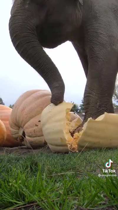 “OMGourd”