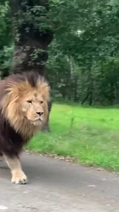 ? Gorgeous lion making its way along a road ?