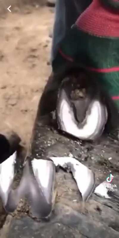 Wait, you’re telling me that’s not a foot?