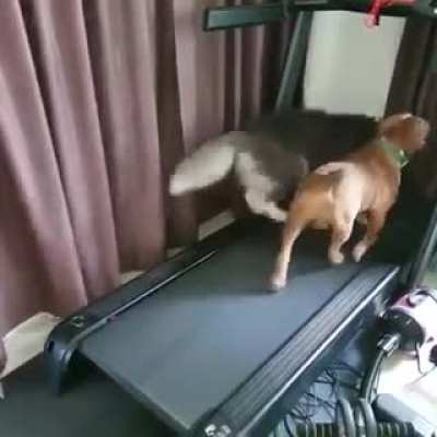 Hard physical exercise is going on ???