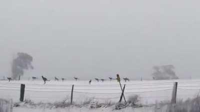 ? Kangaroos hopping in the snow in Australia