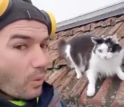 cat whisperer-