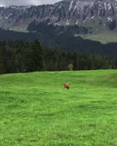 Little cow zoomies