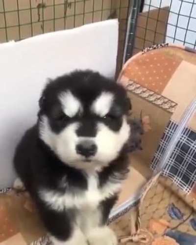 First day of awooo class ?