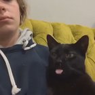 Cat with allergy