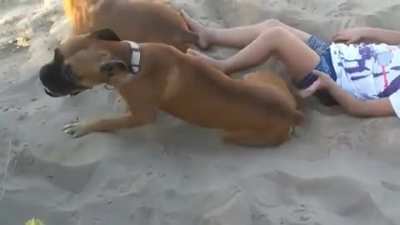 Messing with a dog isn't a good idea