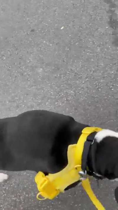 Our dog was given fluids at the vet and now has a lil backpack ?