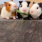 The middle one is a savage