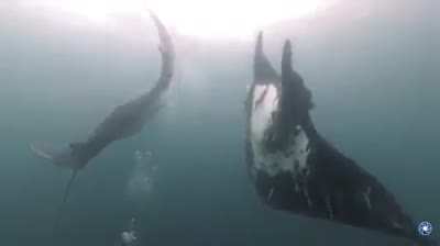 ? A pair of massive Manta Rays ?