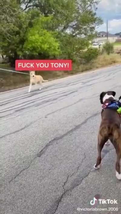 What dogs are really saying...?