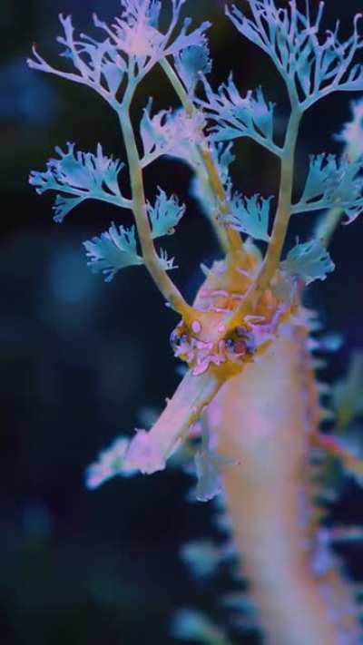 ? Close up of a leafy sea dragon seahorse underwater.