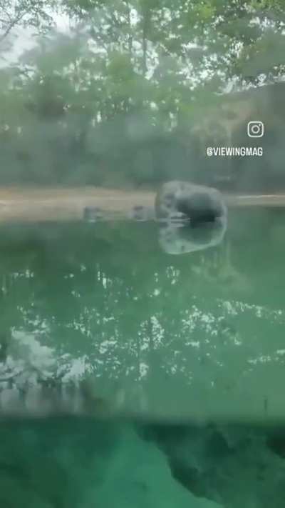 ?Gharial crocodiles are among the longest of all living crocodilians. The oldest known depictions of the gharial are about 4,000 years old