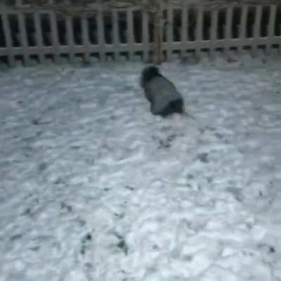 Look Hooman its SNOWING!