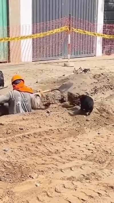 Hard-working pupper