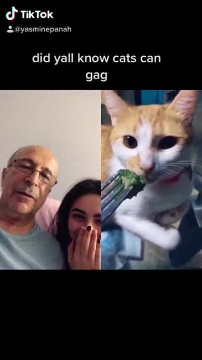 did you know cats can gag
