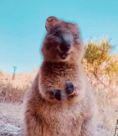 ? The quokka is one of the cutest animals in the world.