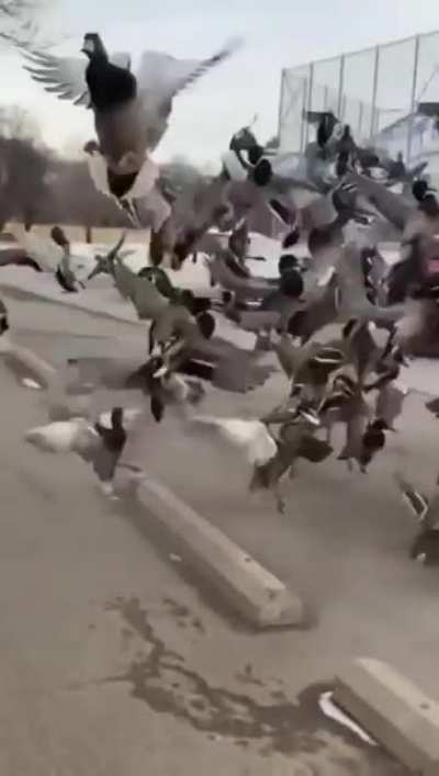 This group of ducks just chilling.