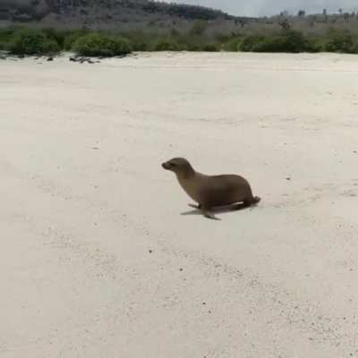 ? A seal at a beach