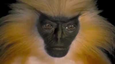 ? The rare Golden Langur