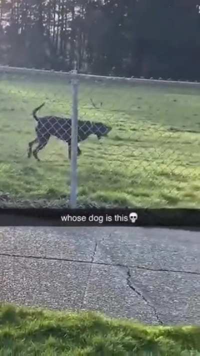 This dog barks wrong