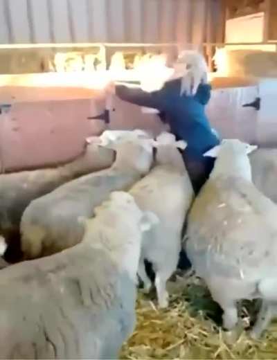 Rule #1 you don't talk about Sheep Club