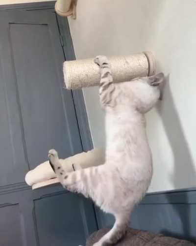 Okay, Conquered This Pawle. Hello World, Meow Is Coming!